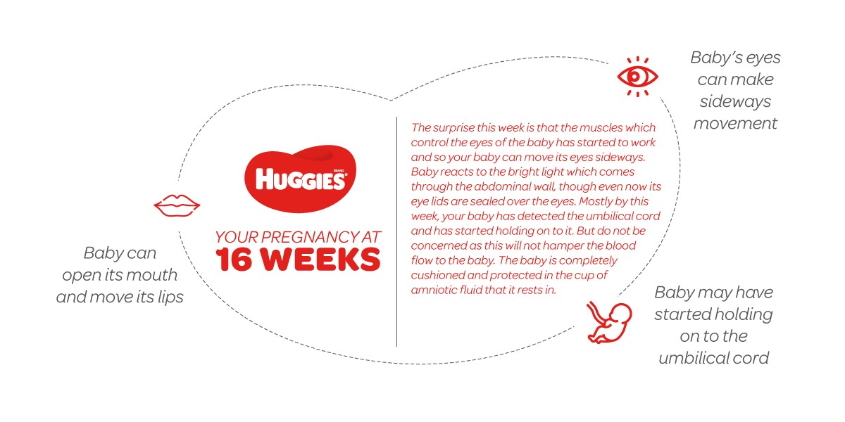 16 Weeks Pregnant